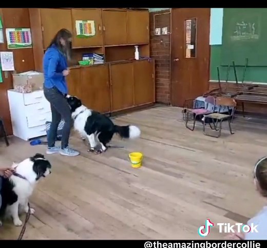 I love this dog so much. #makingadifrence #changinglives #mustsee #workingdogs #trickbordercollie #trickdog #dogtraineroftiktok #dog #bordercollie #dogsoftiktok
