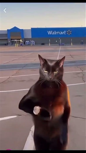 Krytonite Kat at it again #BIGGRIM #funnyshorts #funnycats #funnycomedy