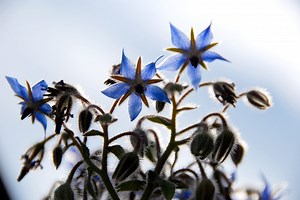 New Research Shows An Ancient Herb May Help Heal Dry Skin And Eczema—And It's In These Products
