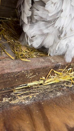 For those who have never seen an egg laid! A little sound effect for fun😂 #blueeggs #chicken #farmlife #reelsvideo | Clutch of Color LLC