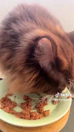 Delicious Cat Dinner Options for Ragdoll Cats