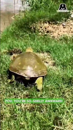 The Indian Flapshell turtle is turtle-y awesome! Happy #WorldTurtleDay 🐢