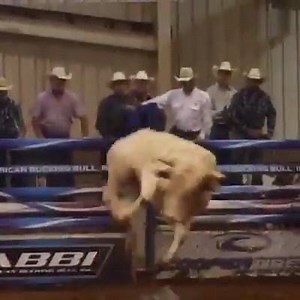 Rise and Shine | American Bucking Bull Inc.