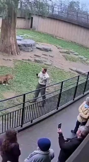 Gorilla Saves Zookeeper from Leopard Attack