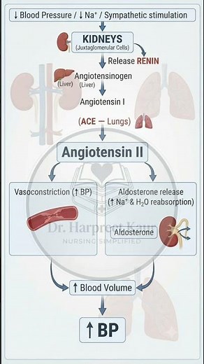 Renin-Angiotensin-Aldosterone System ( RAAS)