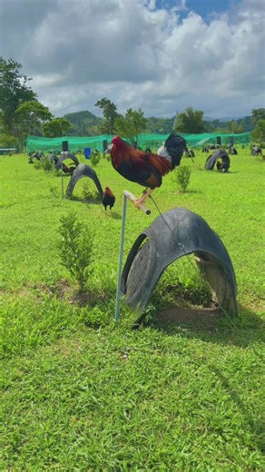 Beauty in our eyes. Goodmorning 🌤️☁️ #gamefowlbreeders #gamefowl #sabongerotiktok🐓🐓🐓😘 #fyp #viral
