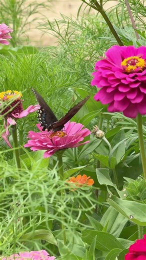 Everyone talks about sunflowers and roses… but no one talks about dahlia zinnias, and honestly, they