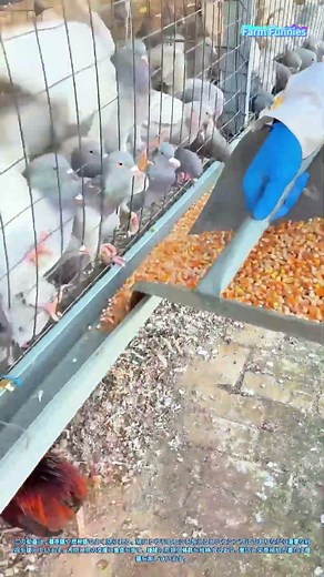 鳩に餌をやる技術：トウモロコシで鳥を育てる