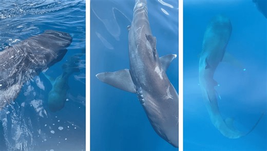 Two Megamouth Sharks Filmed For First Time, And Scientists Suspect They’re Getting Jiggy