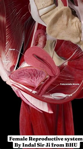 Female Reproductive system By Indal Sir Ji from BHU