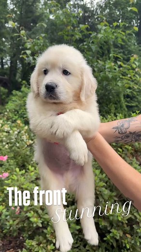Every angle of a Golden is pure perfection—from those floppy ears to that wagging tail. It’s like they were made to melt hearts from every side. 💛🐾 | Syrah Goldens - The Golden Connection