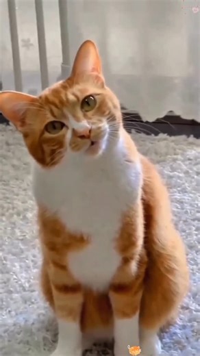 The Pet Essentials Hub | Crazy cat sounds #cat #kitten #cute #thepetessentialshub #cats | Instagram