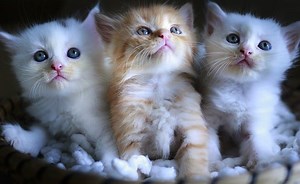 Graad 3: Wiskundevraestel en -memo, tweede kwartaal - LitNet