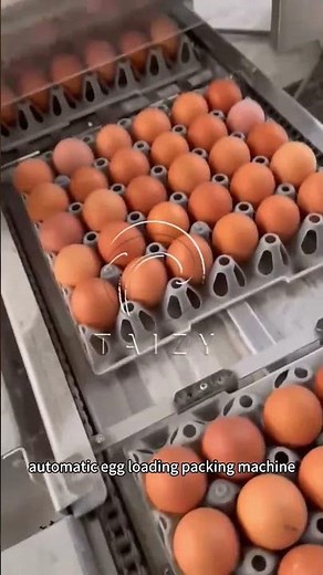 Eggs Loading Machine | Egg Farm Packer | Automatic Egg Transfer | Egg Packing Machine