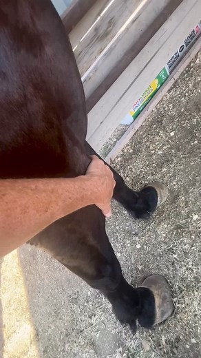 Tendons & Ligaments do not heal as quickly as muscles do. They are injury prone because they r not blood and nutrient rich. Most folks know this. But did you also realize that a significant abdominal scar can contract, adhere and torque the tissues of your belly, pulling under your rib cage and thru your armpit - ultimately tugging on your inner arm all the way down to your wrist and your hand? Treat Your Whole Self‼️🥰🤗 Massage 4 Humans 1 Bookings Restart July 7. Message to get on my Book. Tha