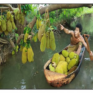 Cook coconut water with jackal - Amazing Cooking | Amazing Cooking