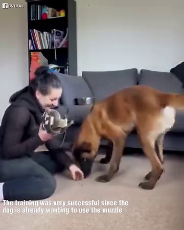 Belgian Malinois training to wear a muzzle! | Animal Lovers