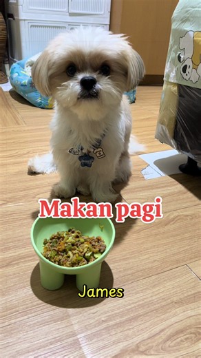 Makan pagi untuk anjing: Ide sarapan sehat & praktis