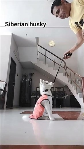 dog training#🐕#video#share#viral#subscribe#contact#7988150626