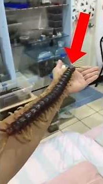 The Largest Insects On Earth Revealed