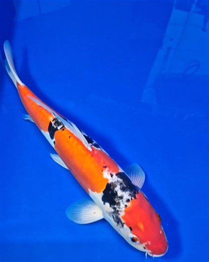 A brilliant example of a Doitsu Goshiki. Very rare and unique koi not often seen. This is just one of the many magnificent koi produced by @hazorea_aquatics . #pondfish #koi #koifish #handpicked #carpfish #aquamade #koifarm #pond #loveaquatics #koipond #fish #koicarp | Love Aquatics | Facebook