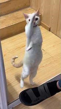なんて可愛くて面白い猫たちなんだ🥰#可愛くて面白い猫たち#にゃんこ #子猫 #猫との暮らし #ペット動画 #癒し動物 #もふもふ猫 #かわいい猫