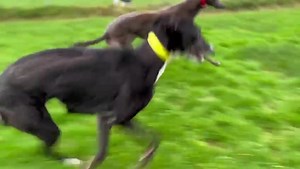 1.4K views · 88 reactions | Diamond and Sapphire having fun in the paddock | Limerick Animal Welfare | Facebook