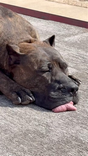 Behold, the mighty Pressa Canario #fyp #love #shorts #viral #protection #guarddog #2026 #comedy #fun