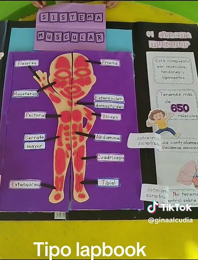 Maqueta del Sistema Locomotor Tipo Lapbook: Ideas Creativas