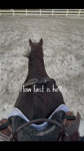 Literally caught AIR TIME cantering him…. Then he galloped over a jump