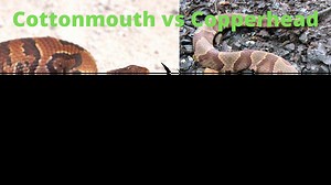 Cottonmouth vs Copperhead Snake - What is the difference? - Animal Hype