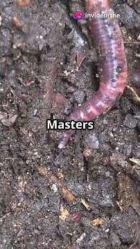 Annelids: Nature's Wiggly Wonders! #facts #wildlifeentertainment #annelids