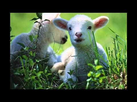 441 - Eu sou um cordeirinho wmv