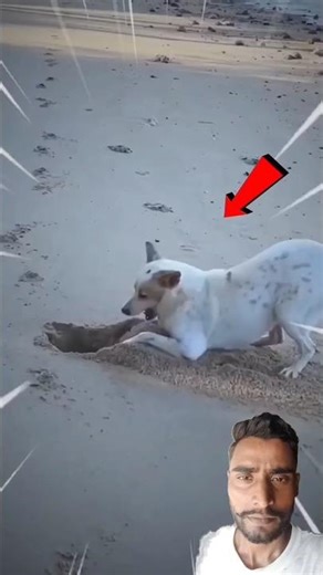 Dog Digging? That's a Danger Sign! #dog #animalfacts #facts #shorts
