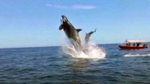 Spektakuläre Jagd-Szenen - Orca rammt Delfin mit mächtigem Fünf-Meter-Sprung