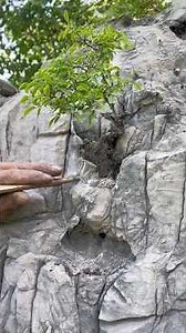 Found a mini tree ,took it home make a mini bonsai.so beautiful #bonsai #盆栽 #bonsaimini #bonsaitree