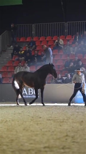 🐴👑 OFENDIDO MANGO – TEMPORADA 2025 Campeón Absoluto del Mundo 2025 – Mejores Movimientos Adultos Hijo del gran Atrevido Mango Se abren las cubriciones 2025 del semental que está marcando una auténtica diferencia en el P.R.E. --- 🏆 PALMARÉS EXCEPCIONAL ✨ 2023 – Campeón del Mundo en Funcionalidad ✨ 2024 – Campeón del Mundo a los Mejores Movimientos ✨ 2025 – Campeón Absoluto del Mundo a los Mejores Movimientos en Adultos 🔥 Tres años consecutivos Campeón del Mundo --- 🌟 GENÉTICA DE ORO Hijo de 