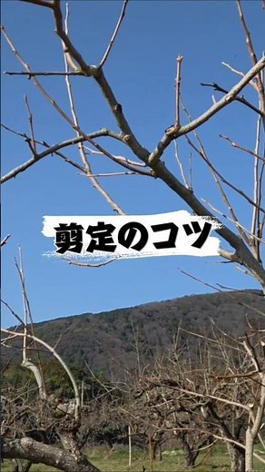 剪定のコツ #農家 #農業#剪定