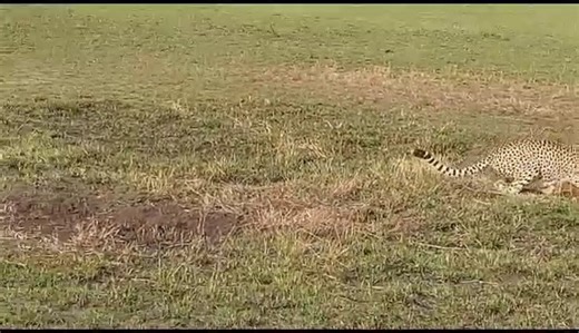 #AnimalWorld #WildlifeFacts #AmazingAnimals | Wild Wonders