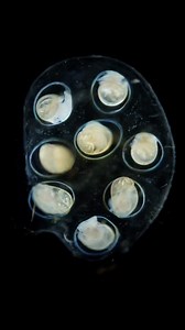 Developing embryos of freshwater snail. Short Time-lapse. 🐌🐌🐌 . . . . #science #biology #microscopy #snail | Science into Images