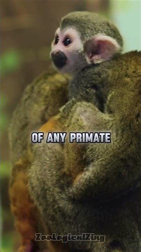 Tiny Monkeys With Big Brains!