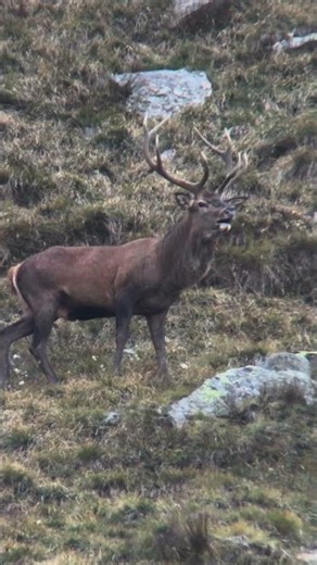 Essere nella natura durante il periodo del bramito