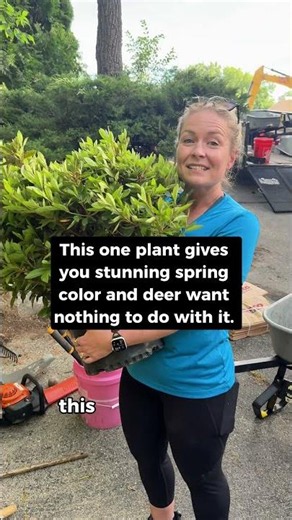 The Perfect Spring-Blooming Shrub: Deer-Resistant & Thrives in Shade! 🌸🌿