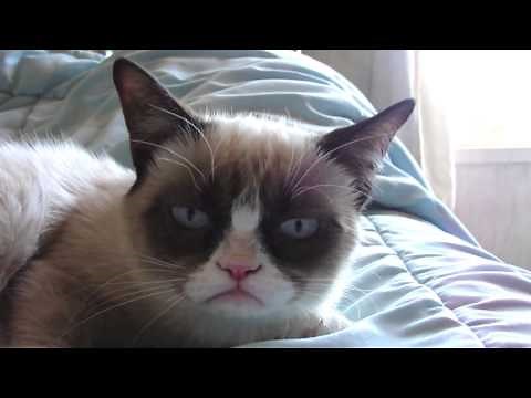Sleepy Grumpy Cat!