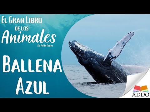 APRENDER sobre LA BALLENA AZUL para NIÑOS y NIÑAS