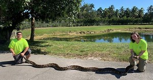 Massive 98-pound Burmese python captured in Florida