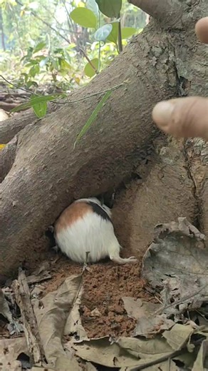 2.6K views · 18 reactions | Groundhog Digging a Hole Under a Big Tree Root#Groundhog #WildAnimals #Nature #ViralVideo #Global | Mas Amier | Facebook