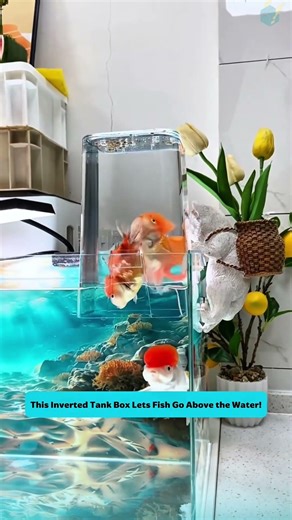 This Inverted Tank Box Lets Fish Go Above the Water!