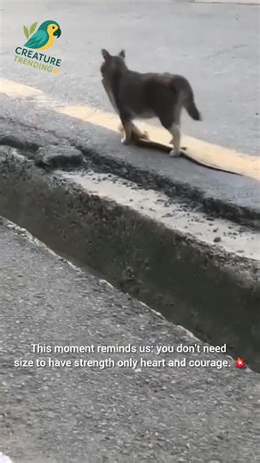 This fearless cat showed what courage looks like! When a huge snake slithered into its space, this brave feline didn’t back down. Every move calm, focused, powerful. Nature’s instincts in action. 🐾 This moment reminds us: you don’t need size to have strength only heart and courage. 💥 | Creature Trending