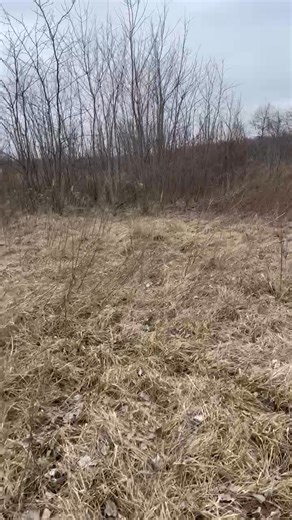 Pre season conditioning. | Salt & Pepper Showtime Rabbit dogs